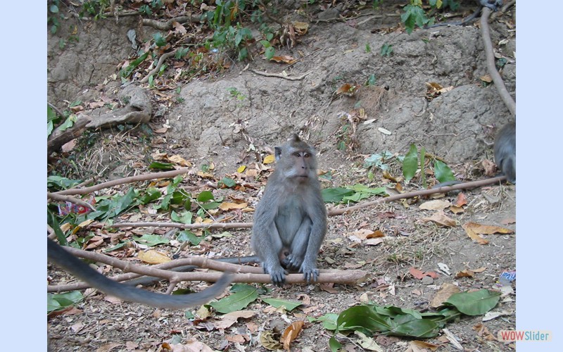 Bali2002_4