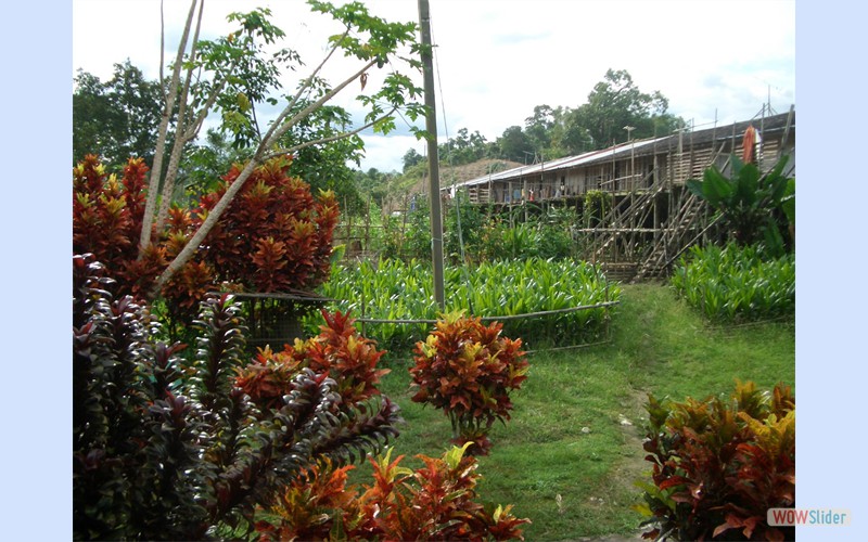 Borneo2010_4