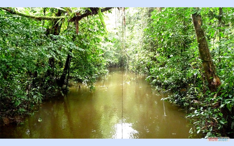 Borneo2010_6