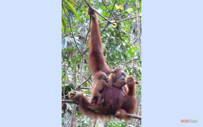 Borneo2010_7