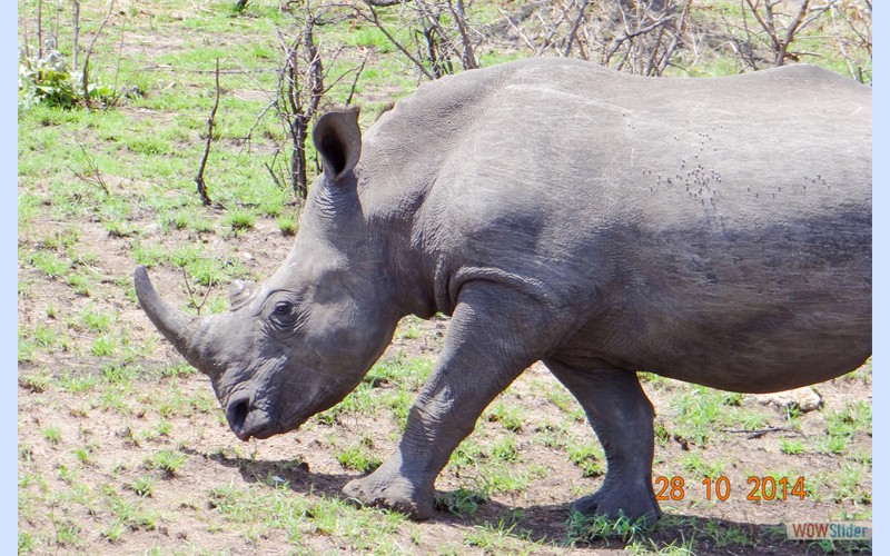 Sdafrika2014_1