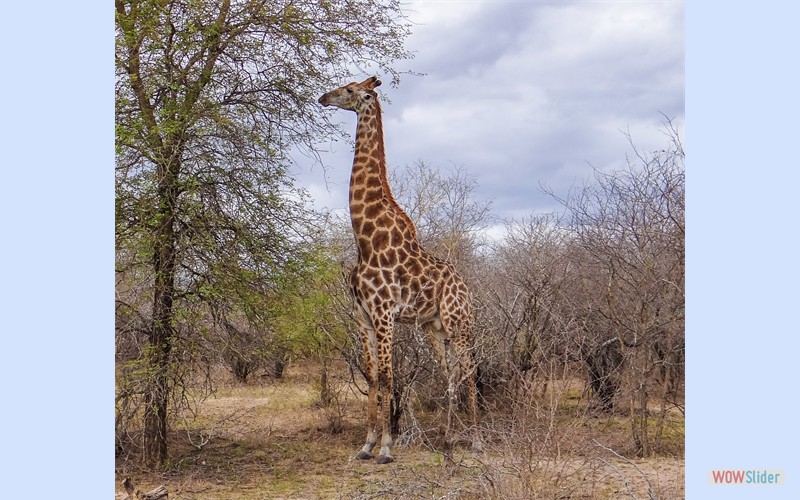Sdafrika2014_2