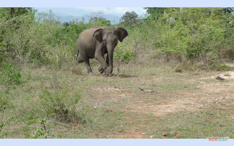 SriLanka2013_14