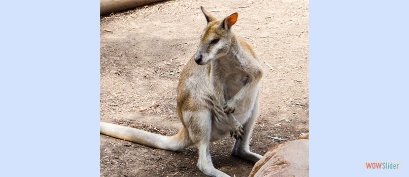3Sydney-4