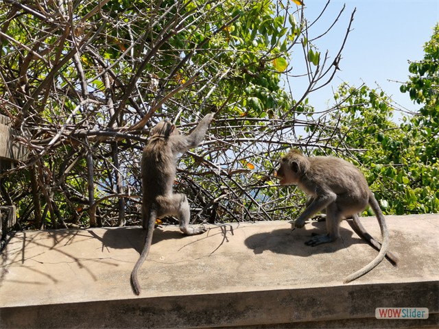 2_Bali5